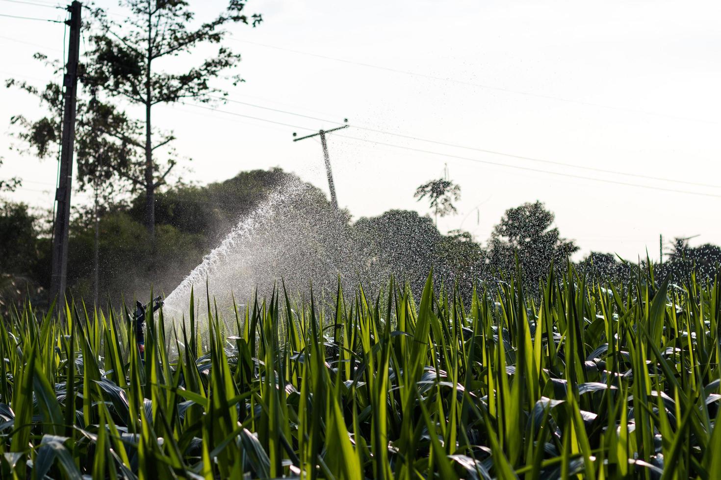 Sprinkler watering corn. photo