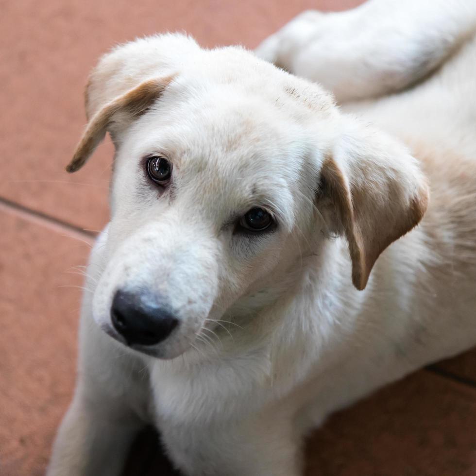 Dog looks poor. photo