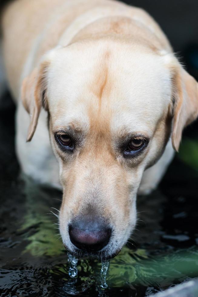 La boca de labrador está bebiendo agua.. foto