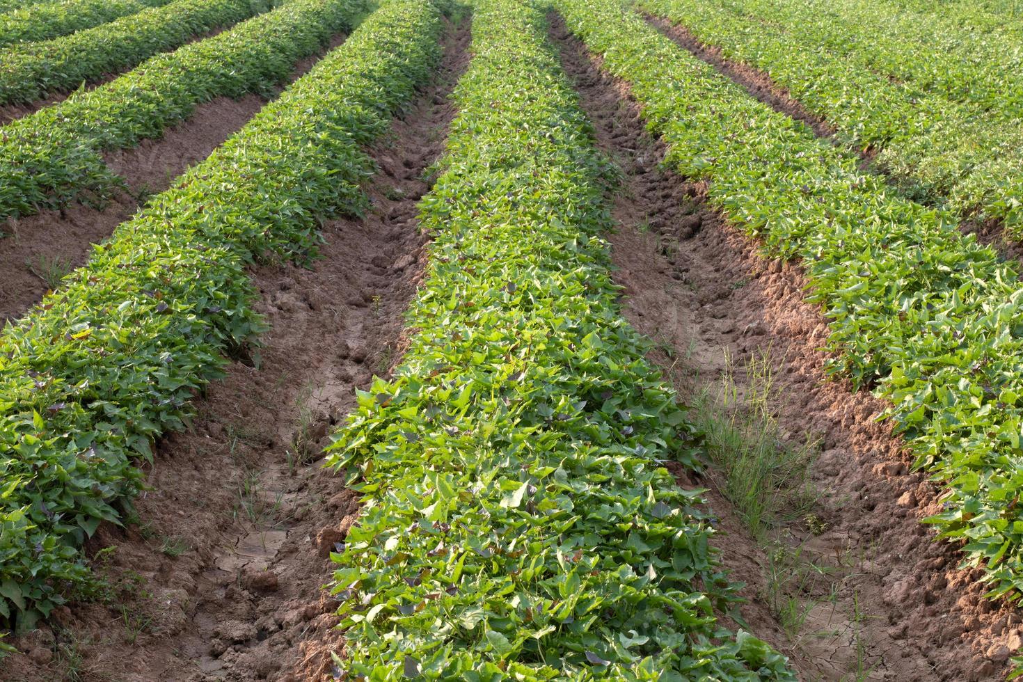 A row of agricultural sweet potato farming. photo