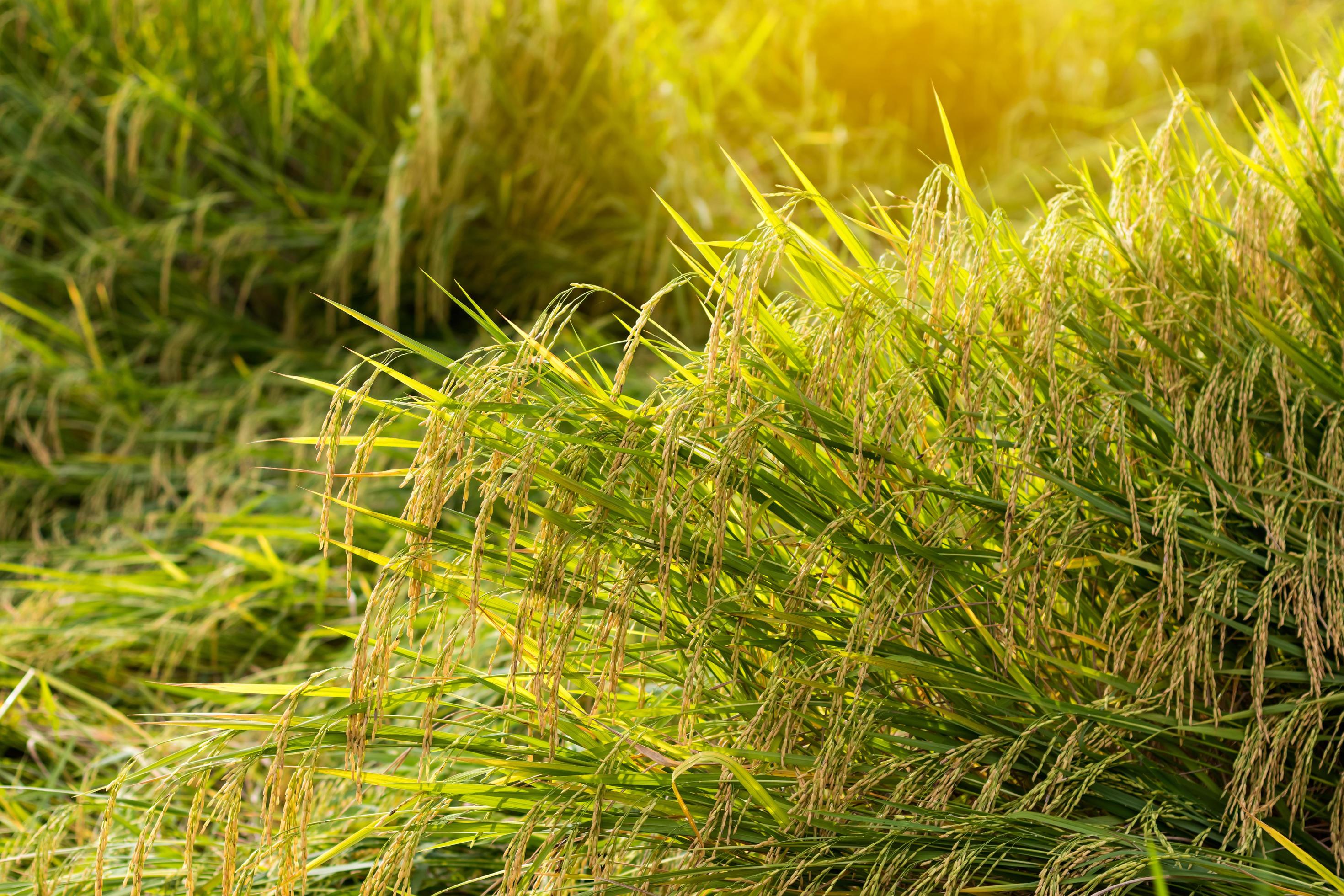 Closegrain rice yellow gold. 7551968 Stock Photo at Vecteezy