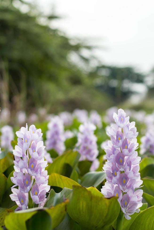 Water hyacinth flowers bloom beautifully. photo