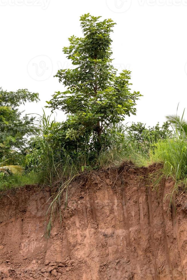 erosión del suelo y excavación bajo el árbol. foto