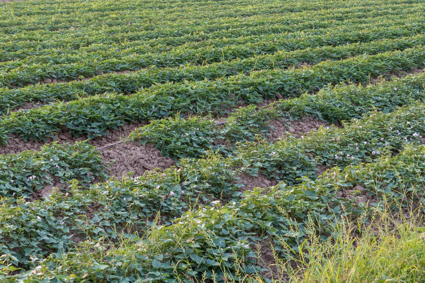 Row crop yam plantations of rural Thailand. photo