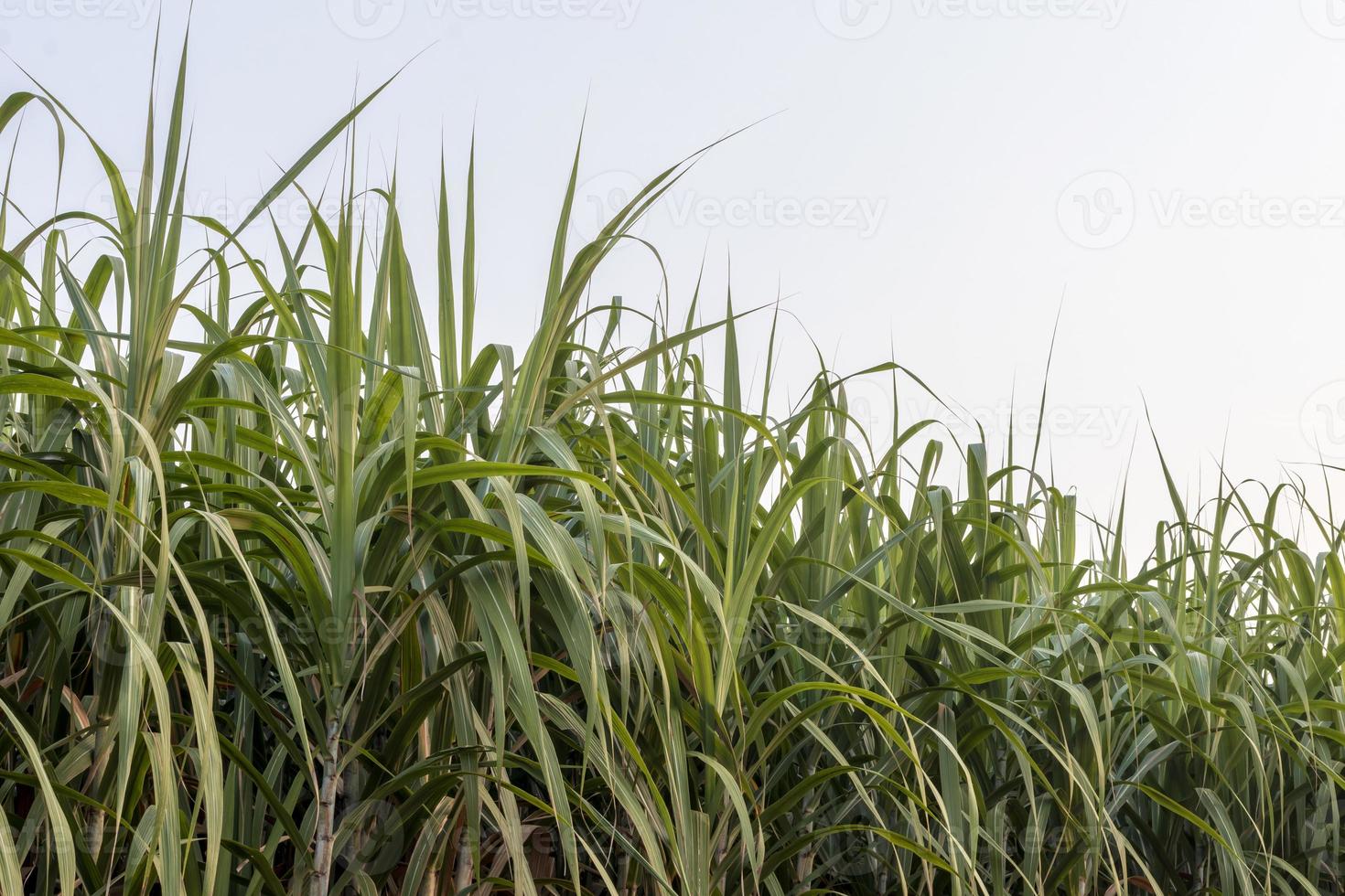 primer plano hojas verdes de caña de azúcar. foto