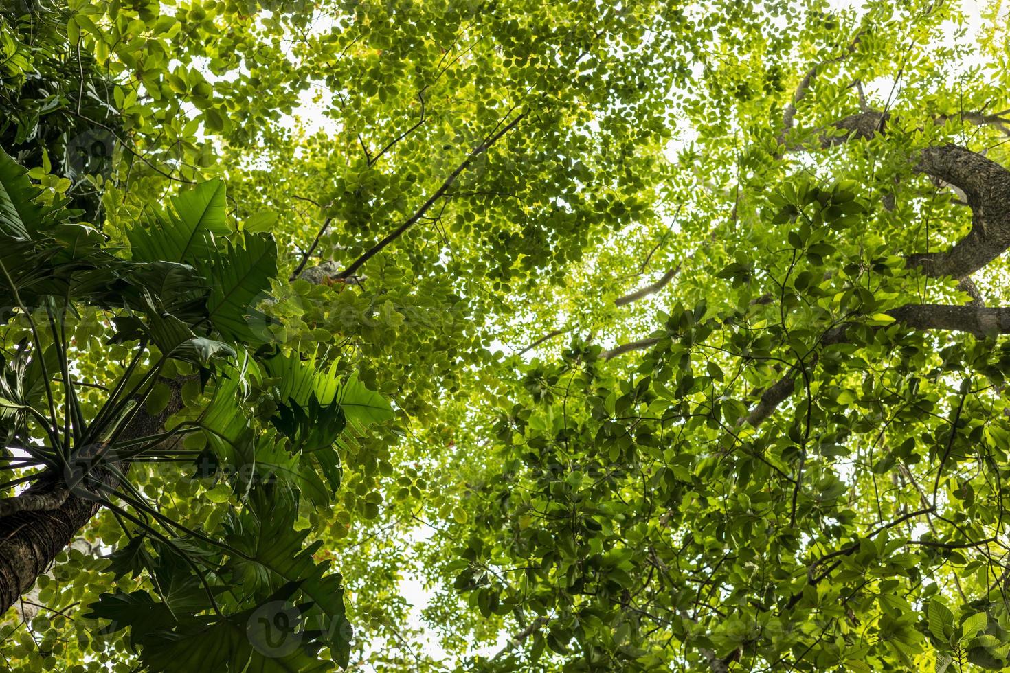 Low view, Monstera deliciosa Liebm forest with backlit leaves in daylight. photo