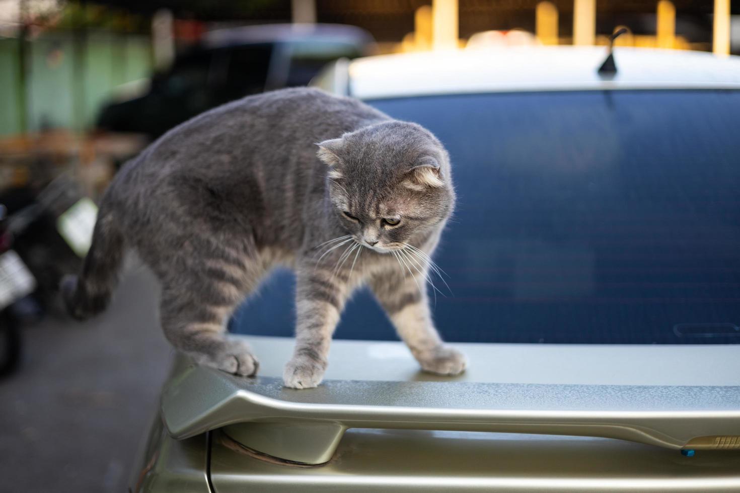 A furry gray-and-white striped Thai cat is standing cautiously. photo