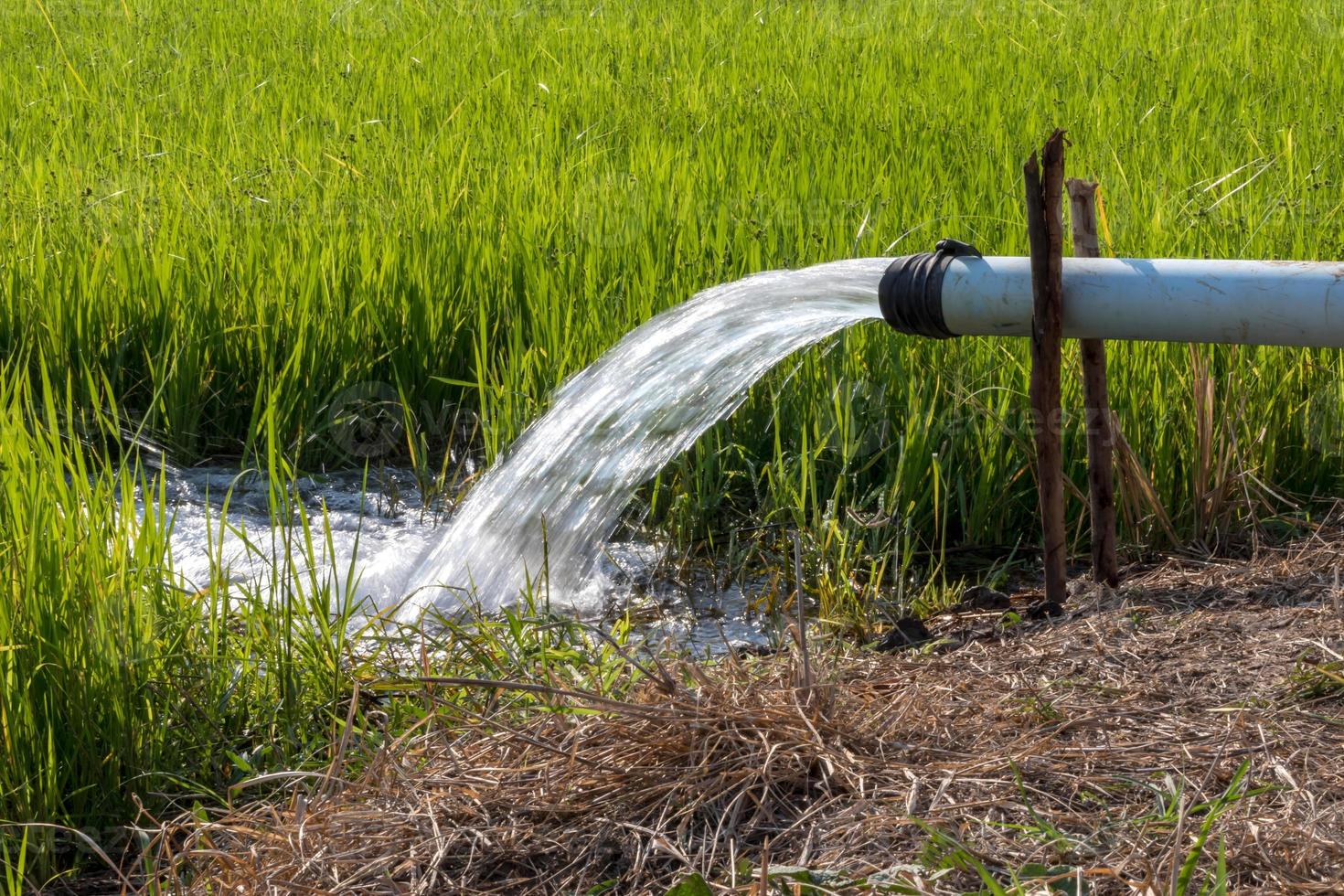 Water from the pipeline quickly into the rice fields. photo