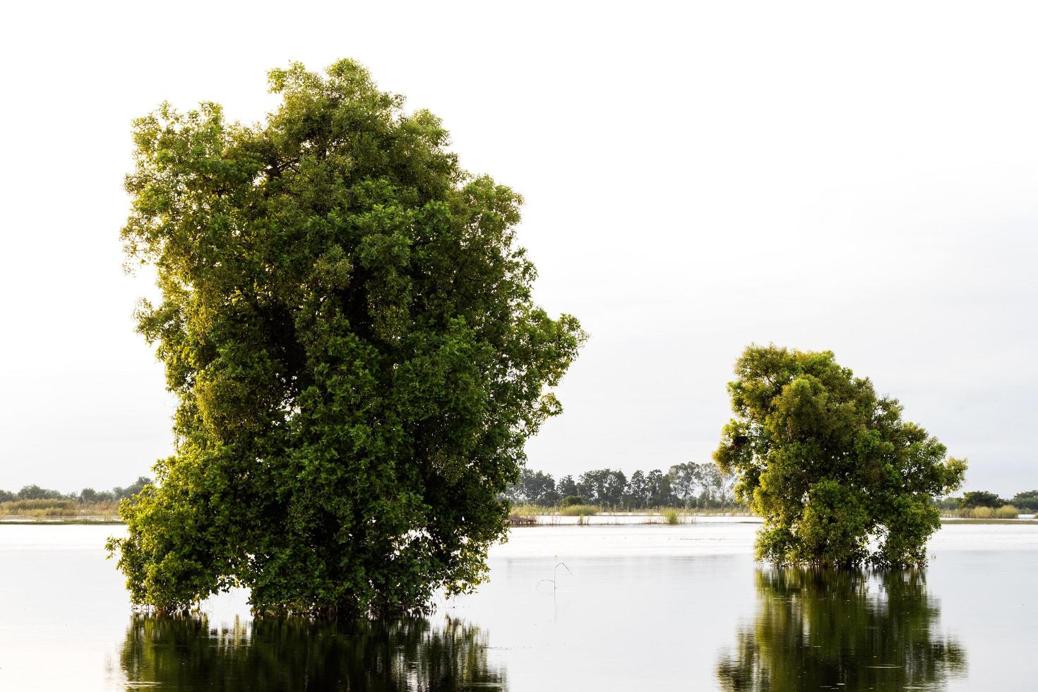 Shrub trees reflect floods. photo