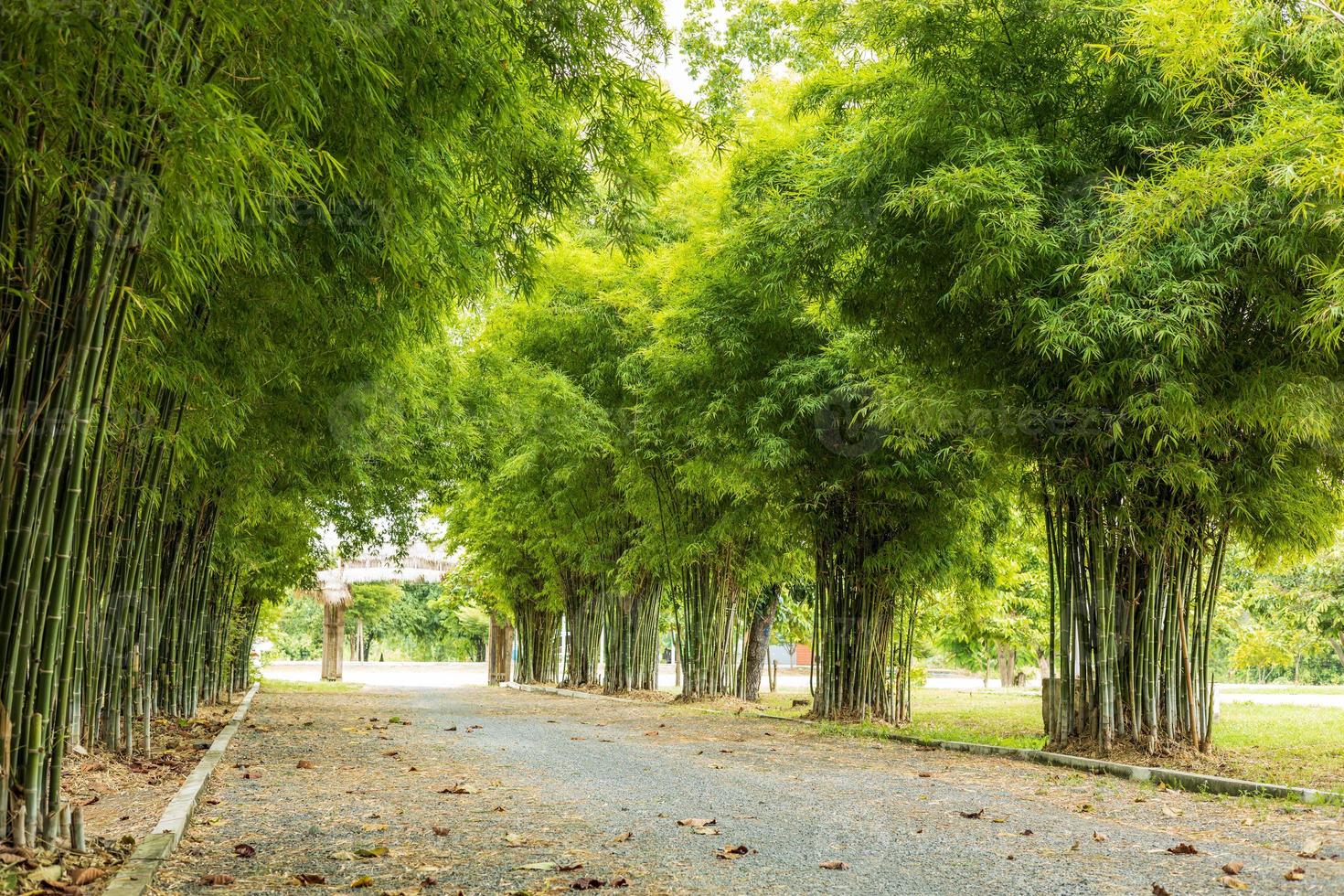 vista de exuberantes arboledas de bambú que bordean el camino en el parque. foto