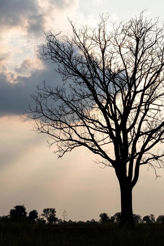 Silhouette trees dry in the evening in the countryside. photo