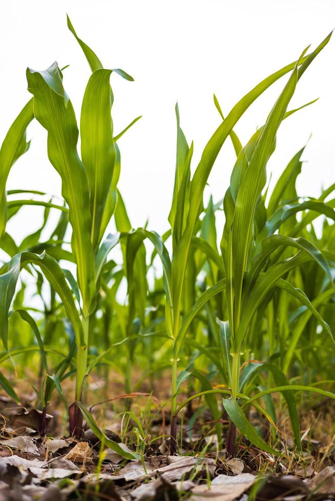 una vista de primer plano en ángulo bajo de muchas plantas de maíz de hojas verdes. foto