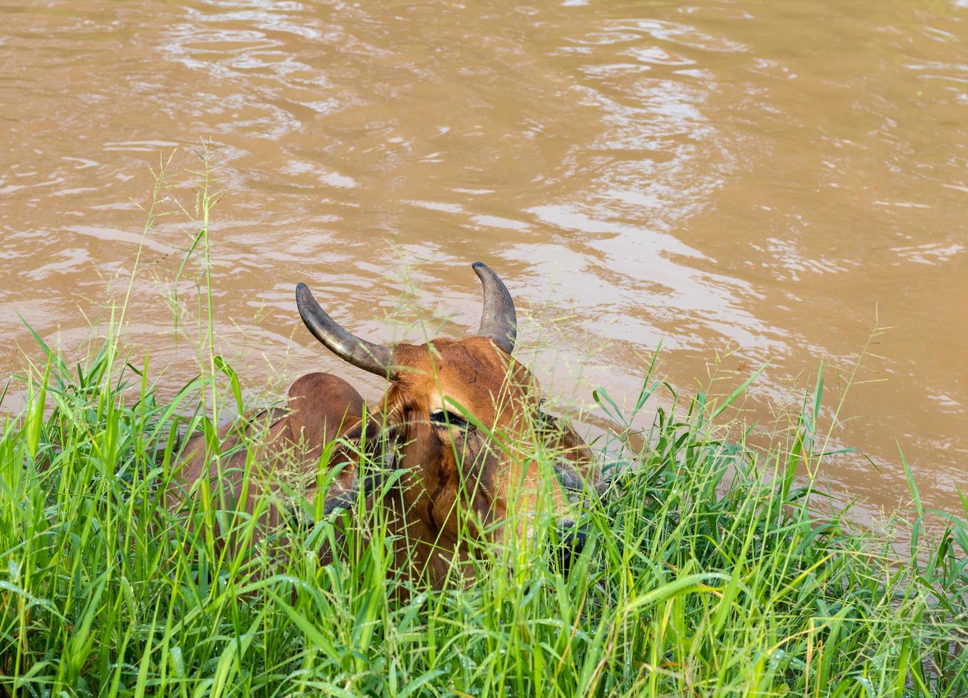 Cow in the water under the grass. photo