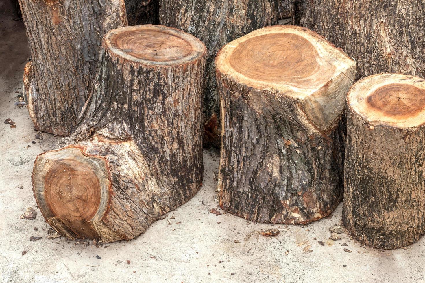 Rain tree stump early on the concrete. photo