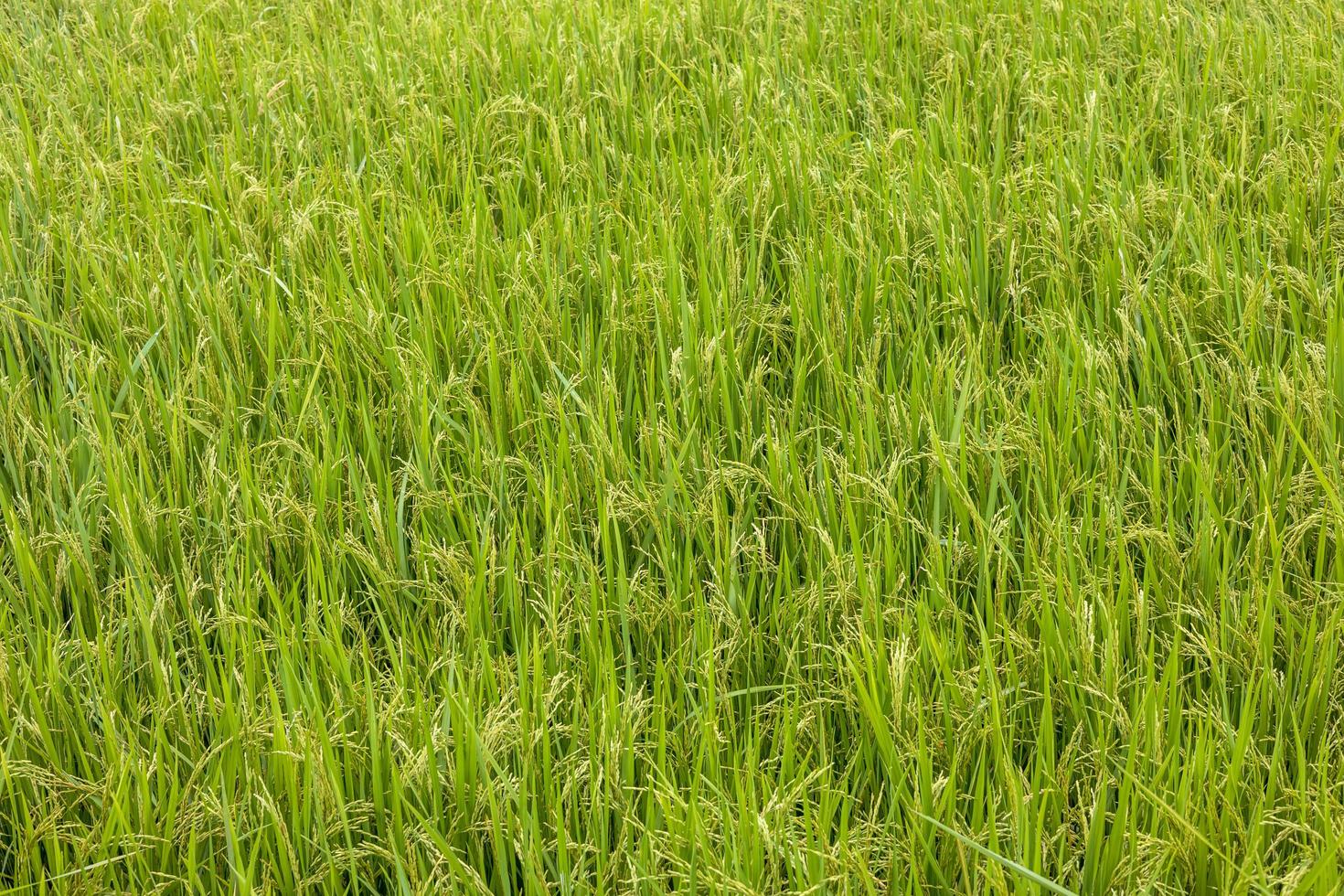 Background view of fertile green rice fields growing waiting for harvest day. photo