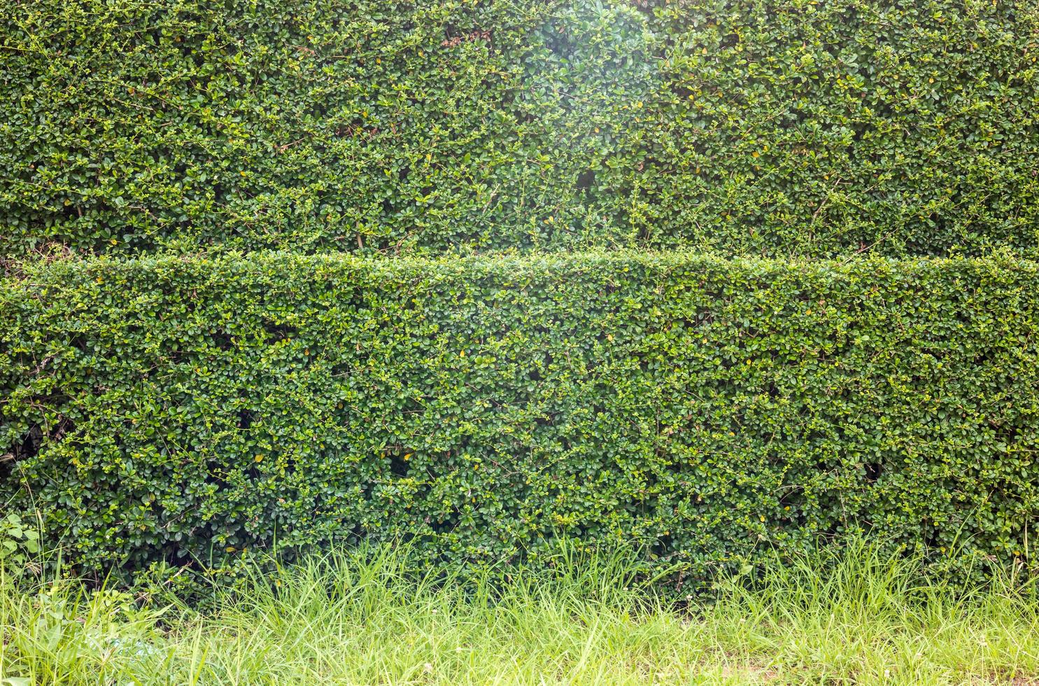 Close-up background, a small, tightly packed fence of leaves. photo