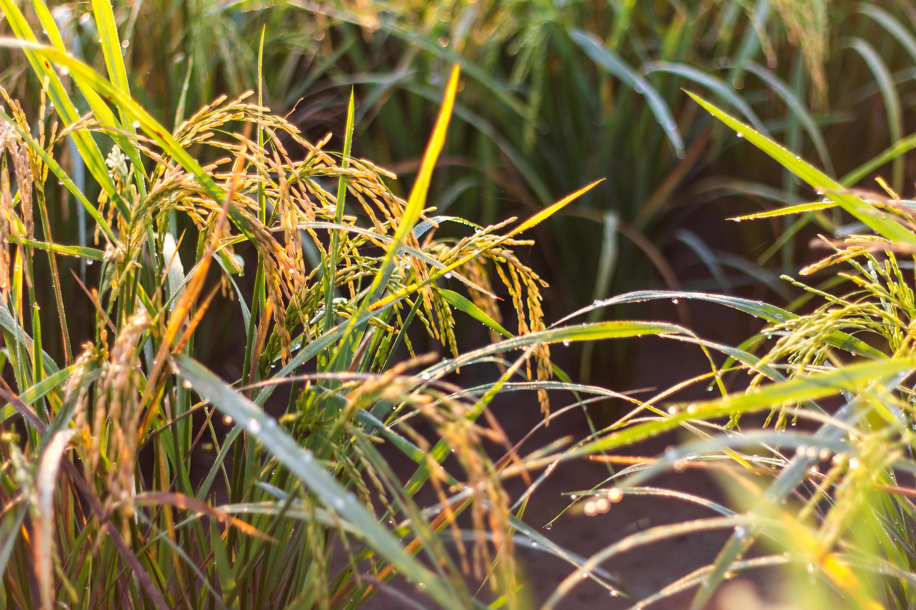 Closegrain rice yellow light. 7552517 Stock Photo at Vecteezy