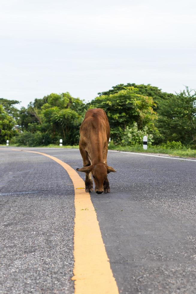 Cow on yellow line, paved road. photo