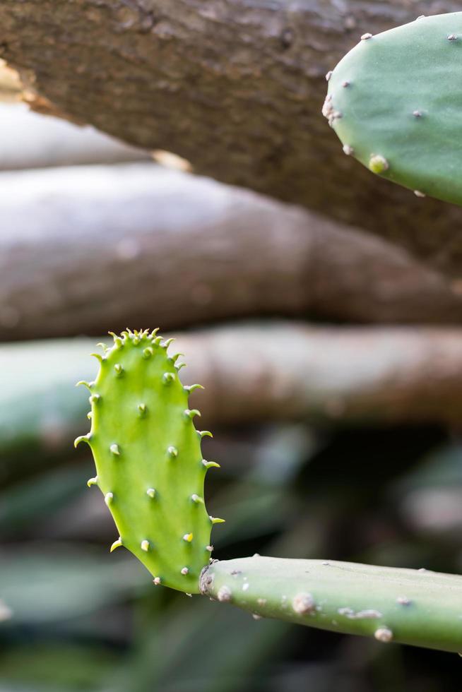 Close up green cactus with blurred trees. photo