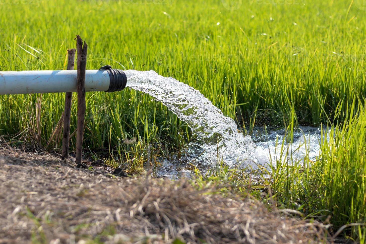 Close-up of water from a pipeline into a rice field. photo