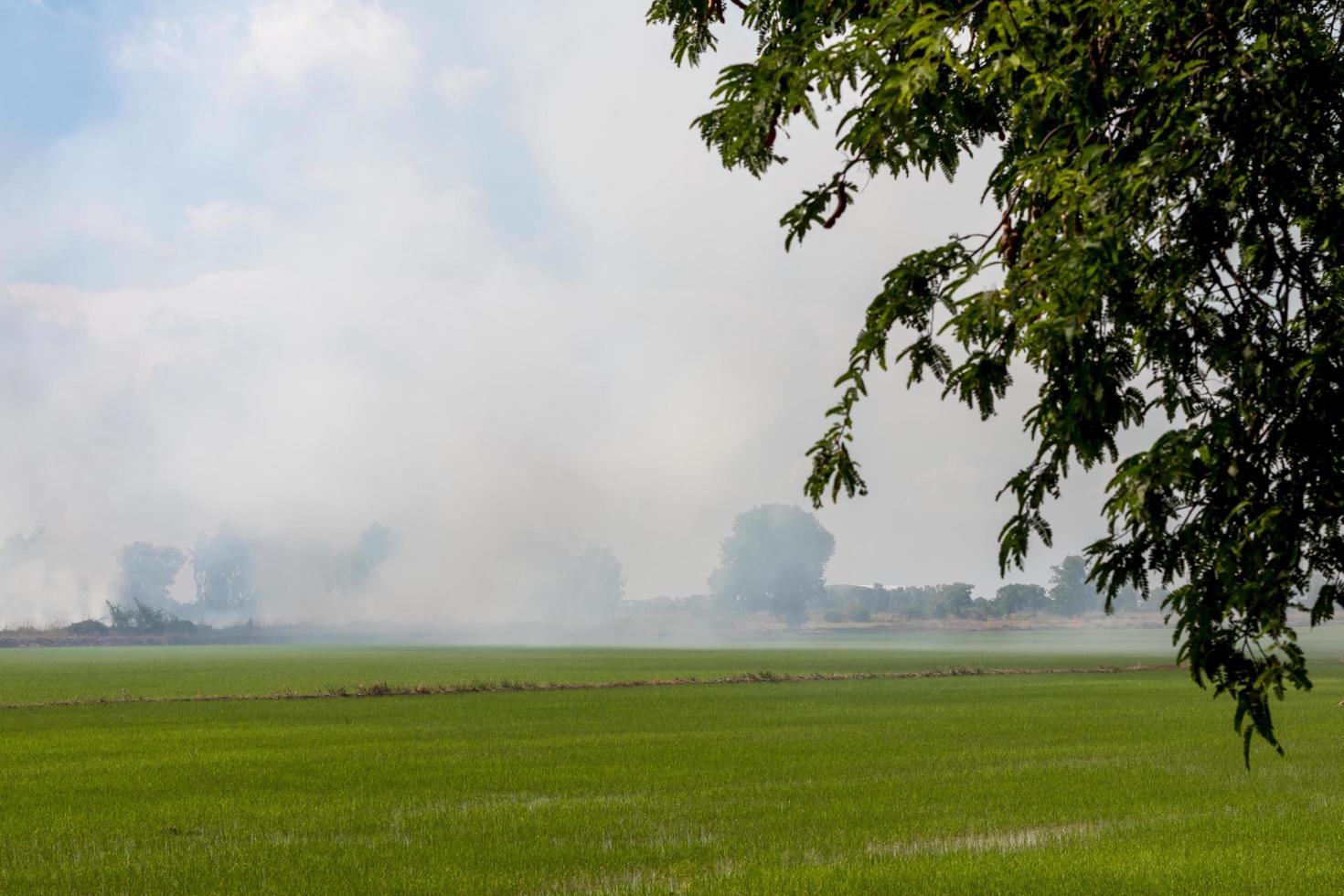 Smoke over rice fields with green leaves. photo