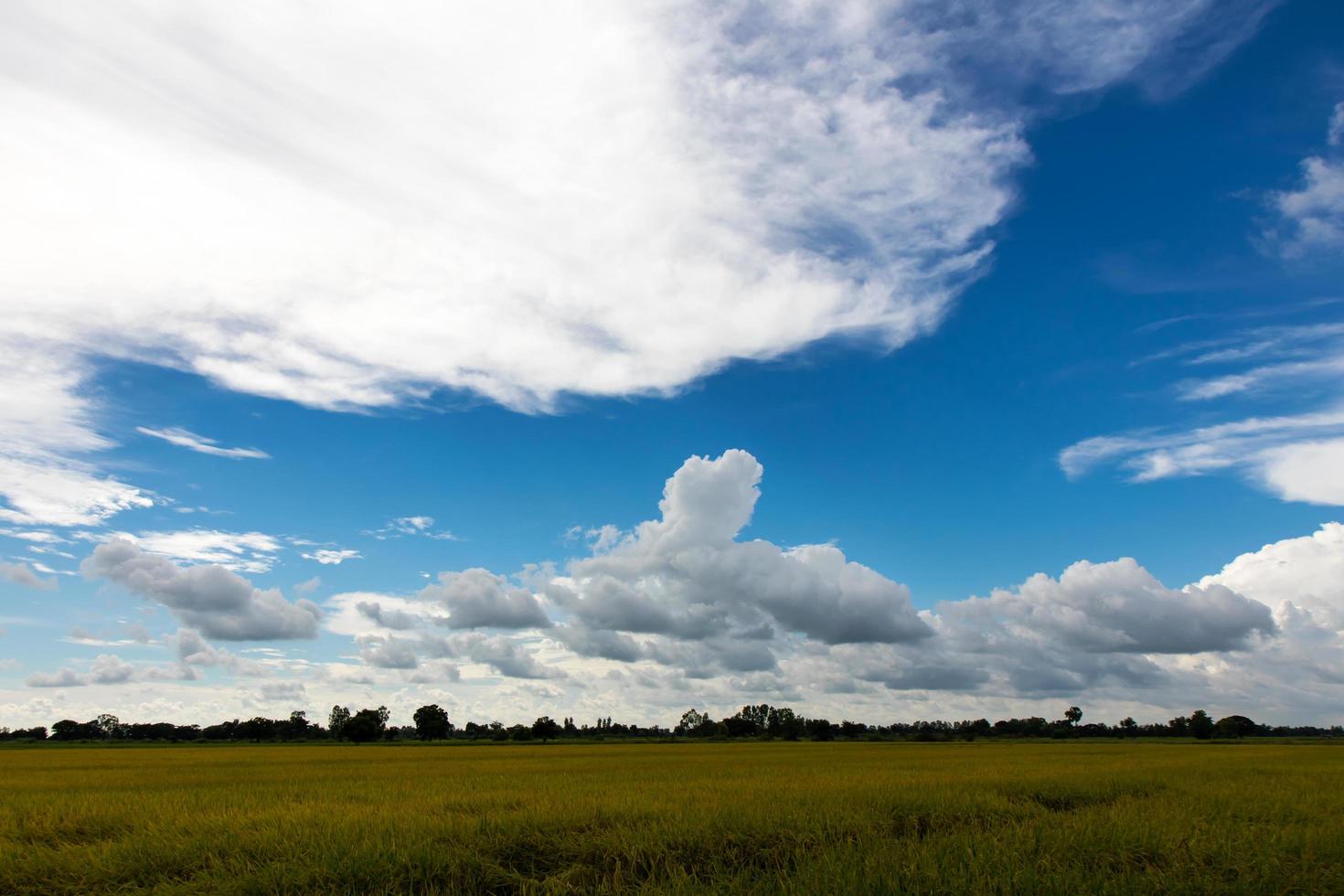 Yellow rice field with cloudy skies. photo