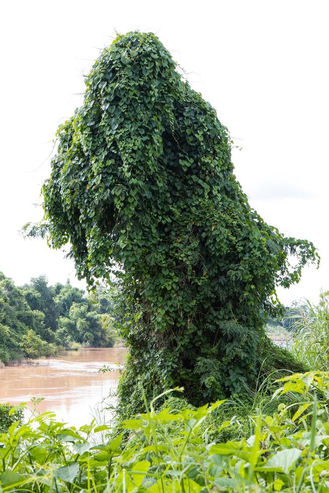 Leaves, ivy-covered tree. photo
