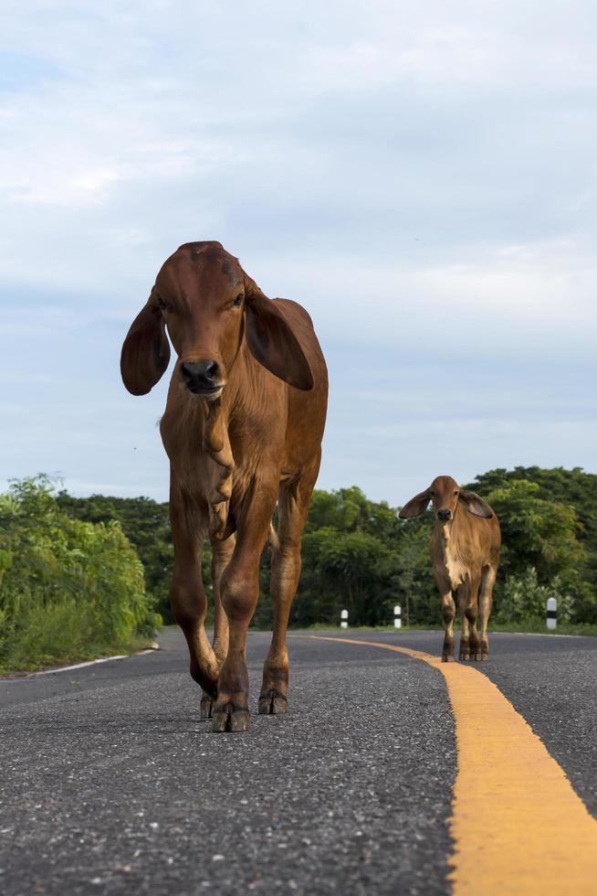 Cow on yellow line, paved road. photo