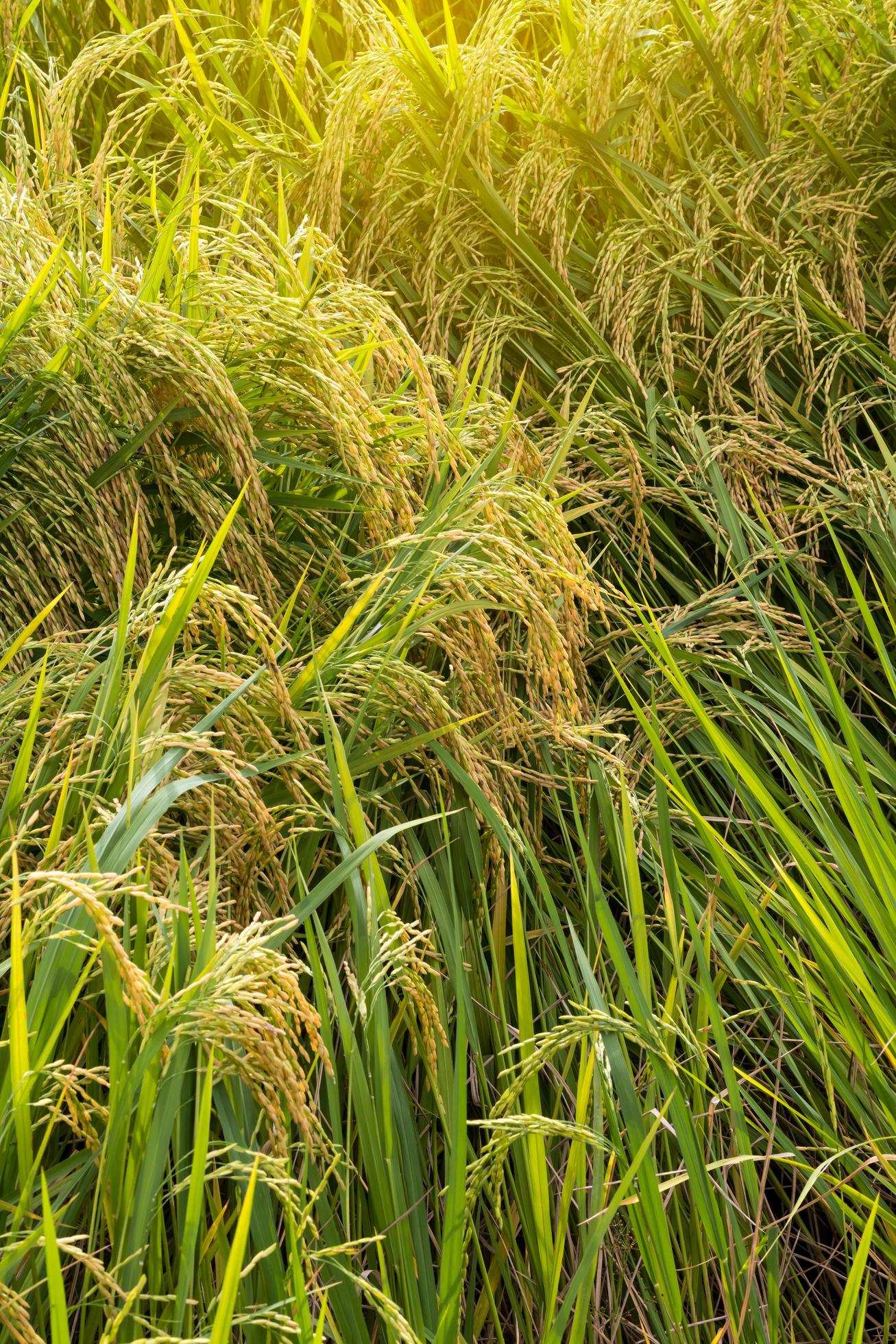 Closegrain rice yellow gold. 7552750 Stock Photo at Vecteezy