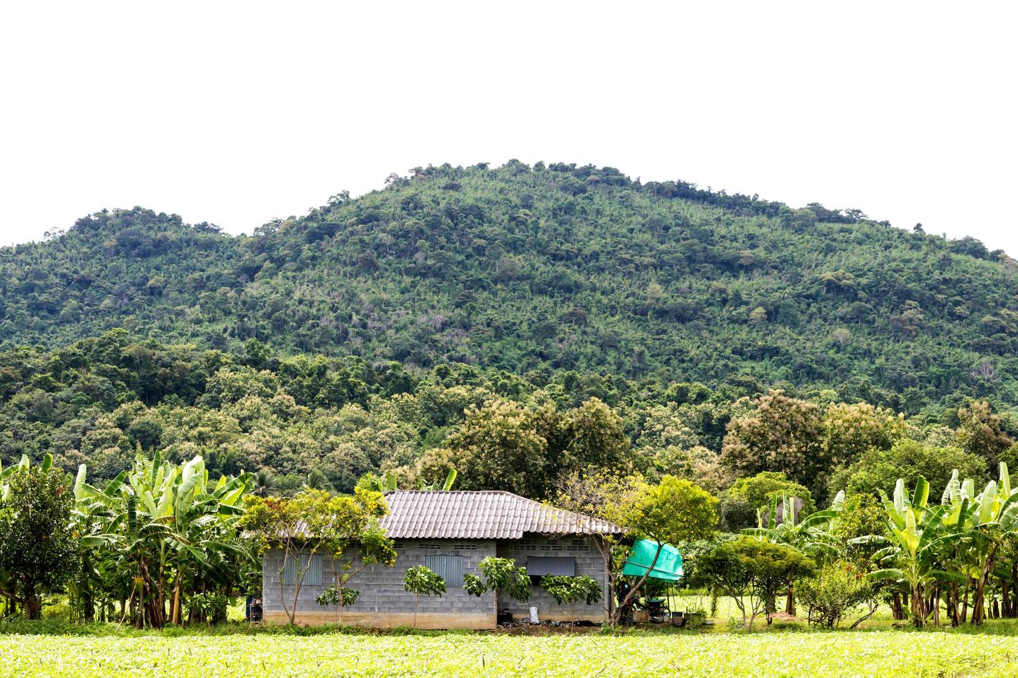 A house in a banana park near the mountain. photo
