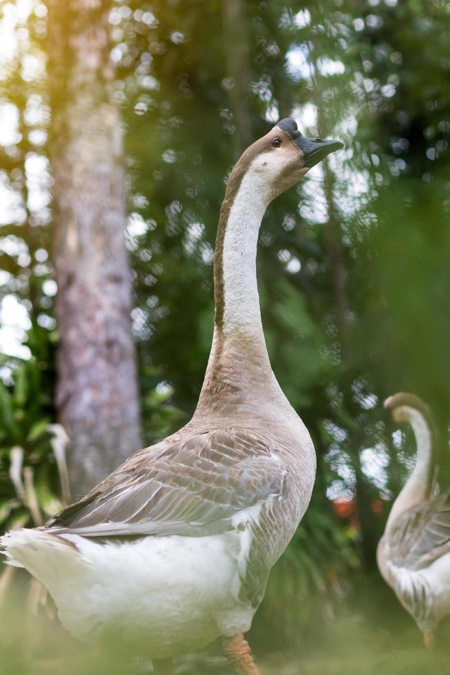 Long necked goose near tall tree. photo