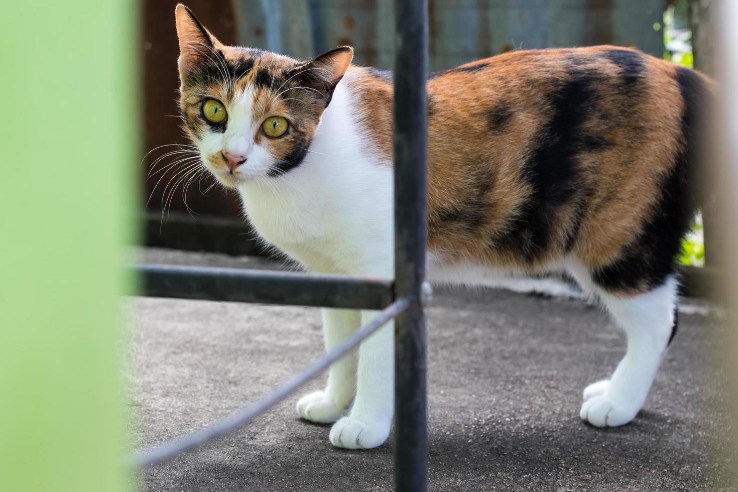 Three-color curious cat. photo