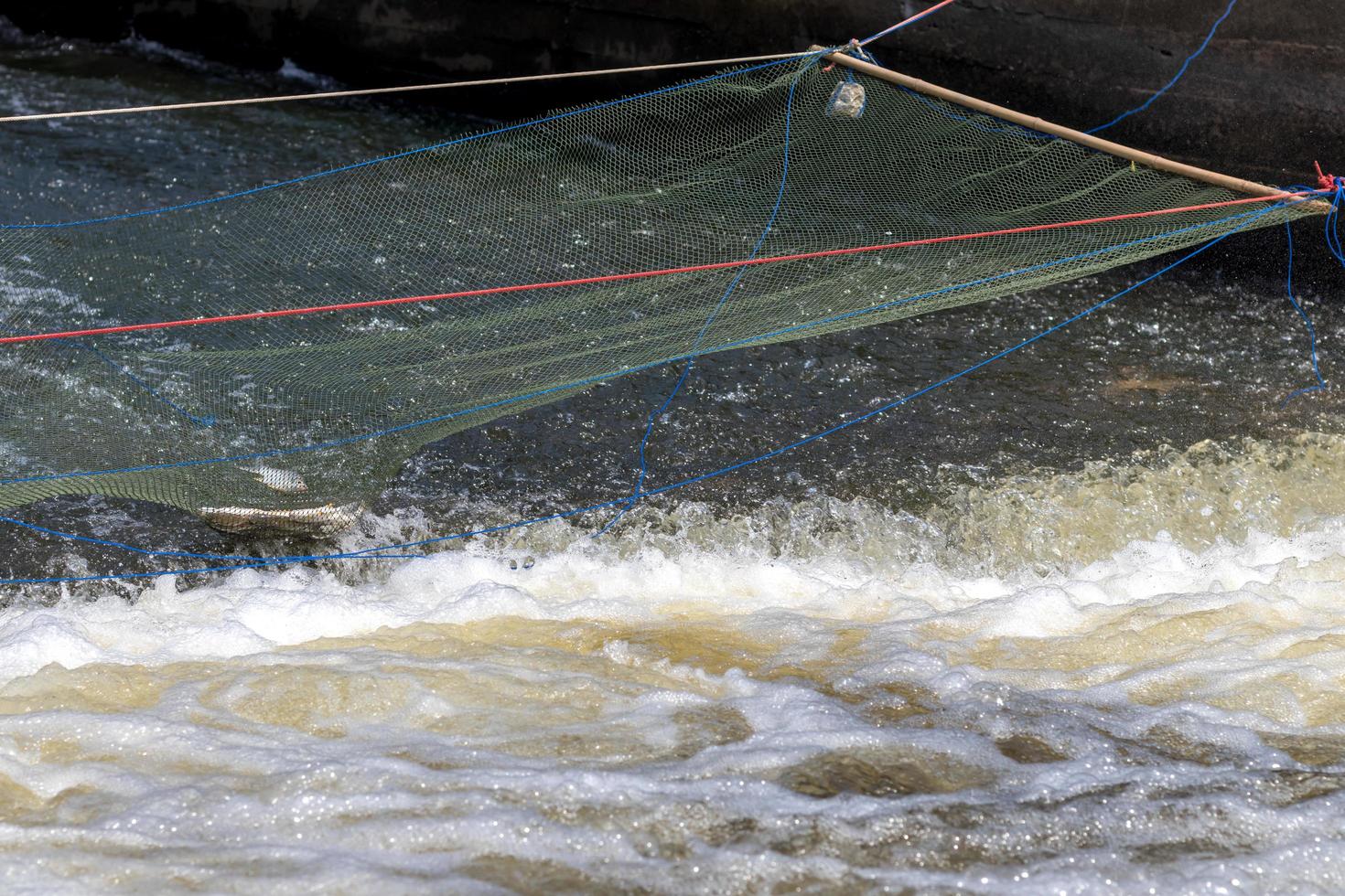 Freshwater fish in the net on the weir. photo