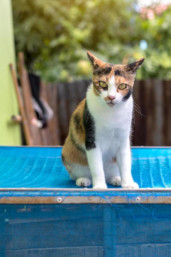 White cat with yellow stripes sitting on a blue cage. photo