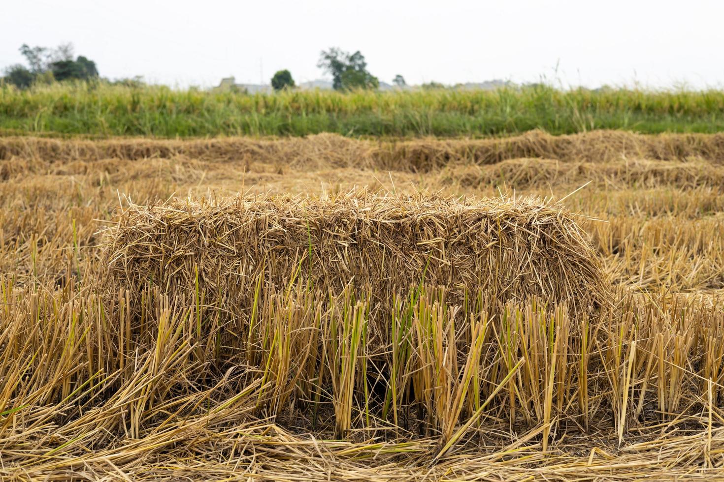 un primer plano bajo de un fardo cuadrado de paja con vistas a los arrozales. foto