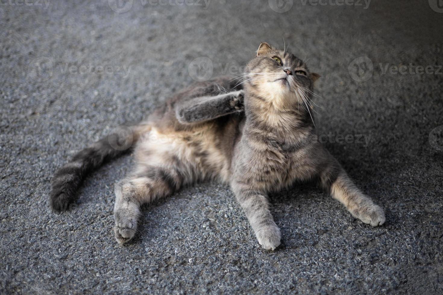 Close-up view of a gray-and-white striped Thai cat lying down and scratching its neck. photo