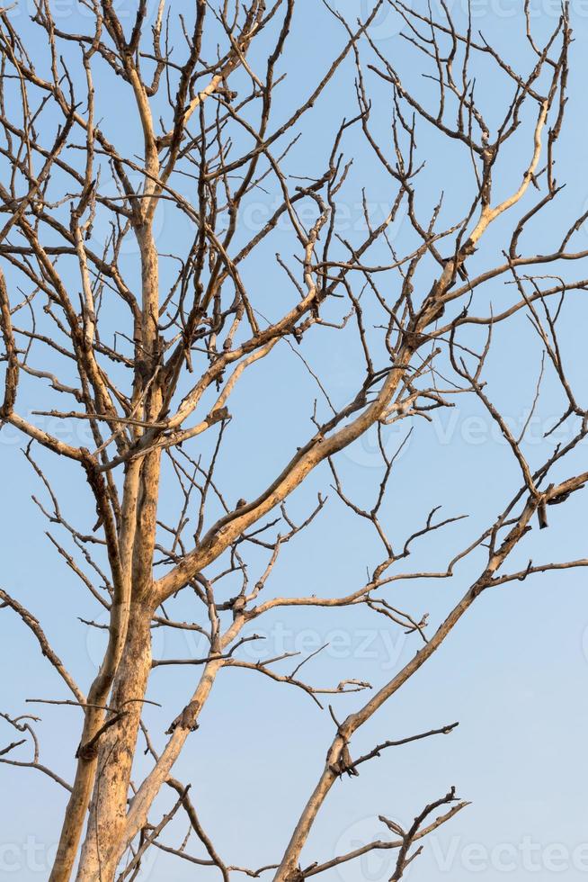 Bare branches of trees. photo