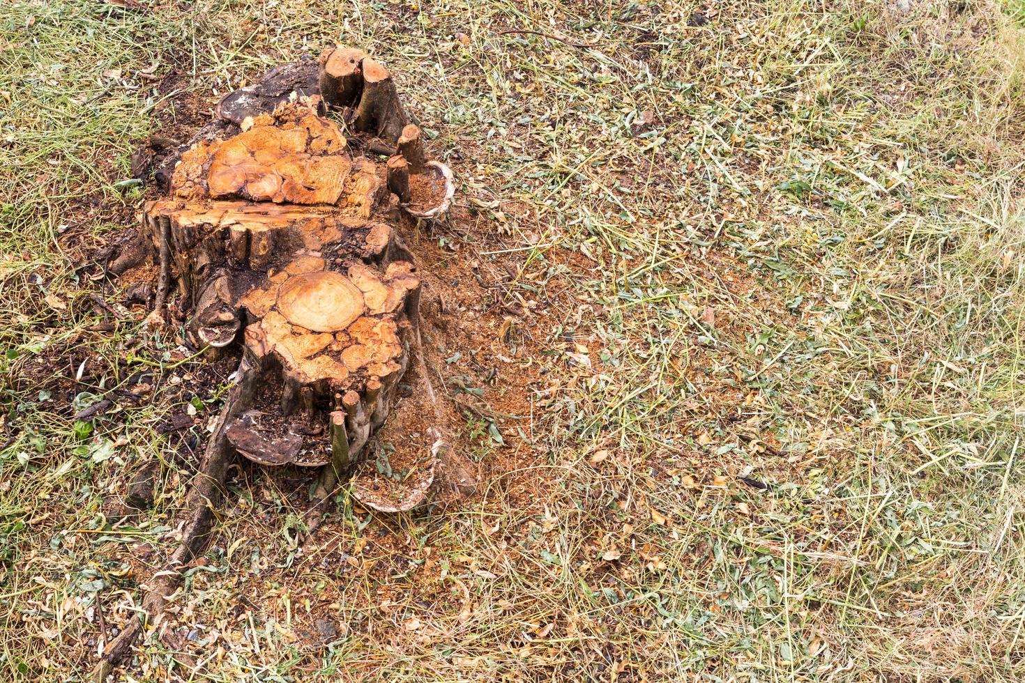 Top with stumps and hay. photo