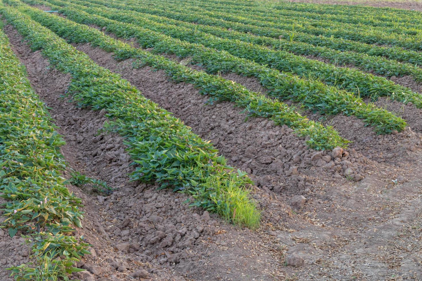 Row crop yam plantations of rural Thailand. photo