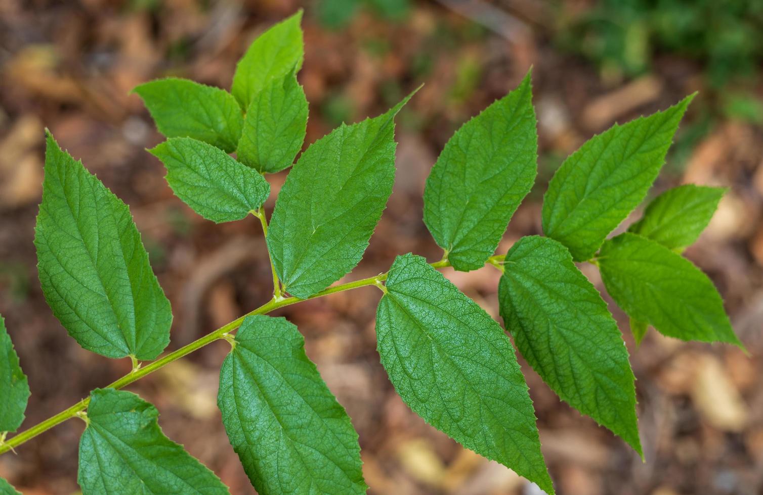 Close up of leaves of Muntingia calabura L. photo