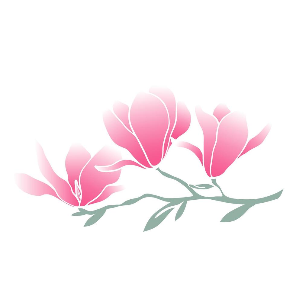 Twig magnolia flowers isolated vector illustration