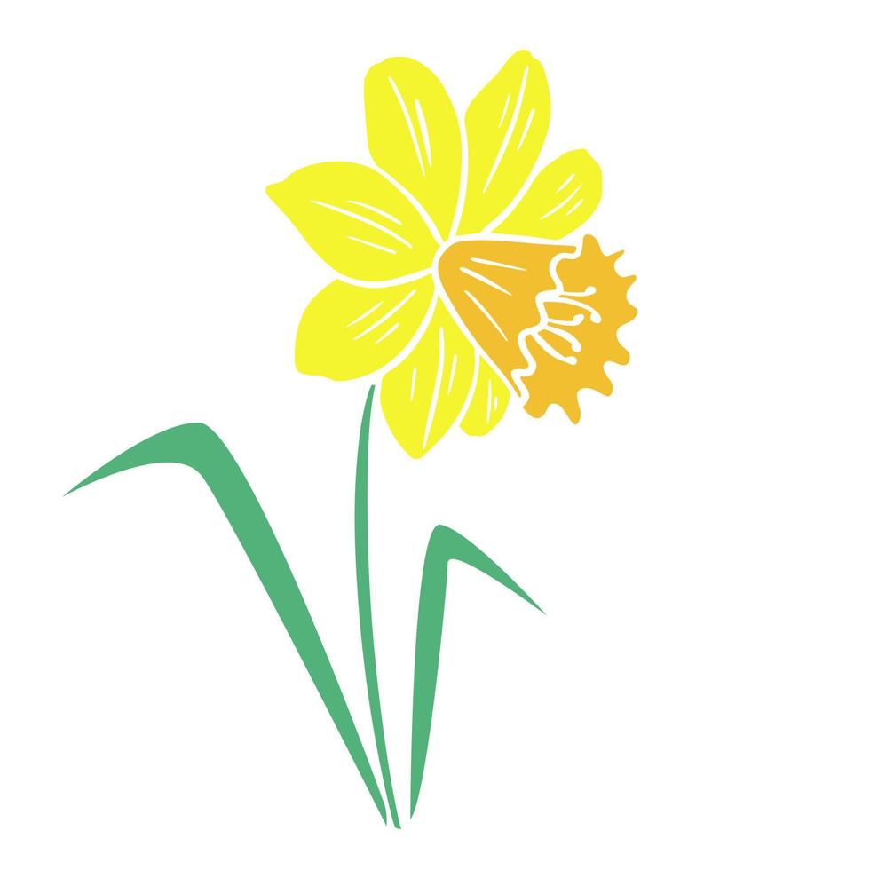 Bright yellow narcissus flower isolated vector illustration