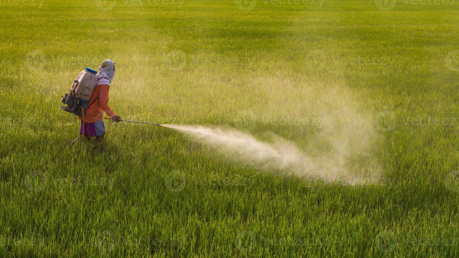 Man spraying in rice. photo