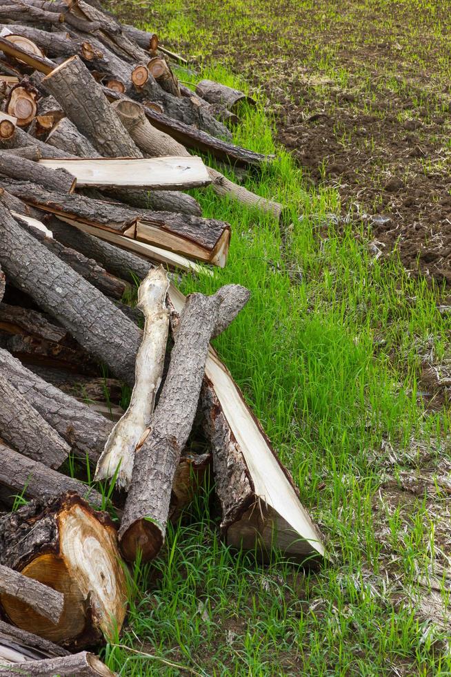 Stack firewood lots. photo