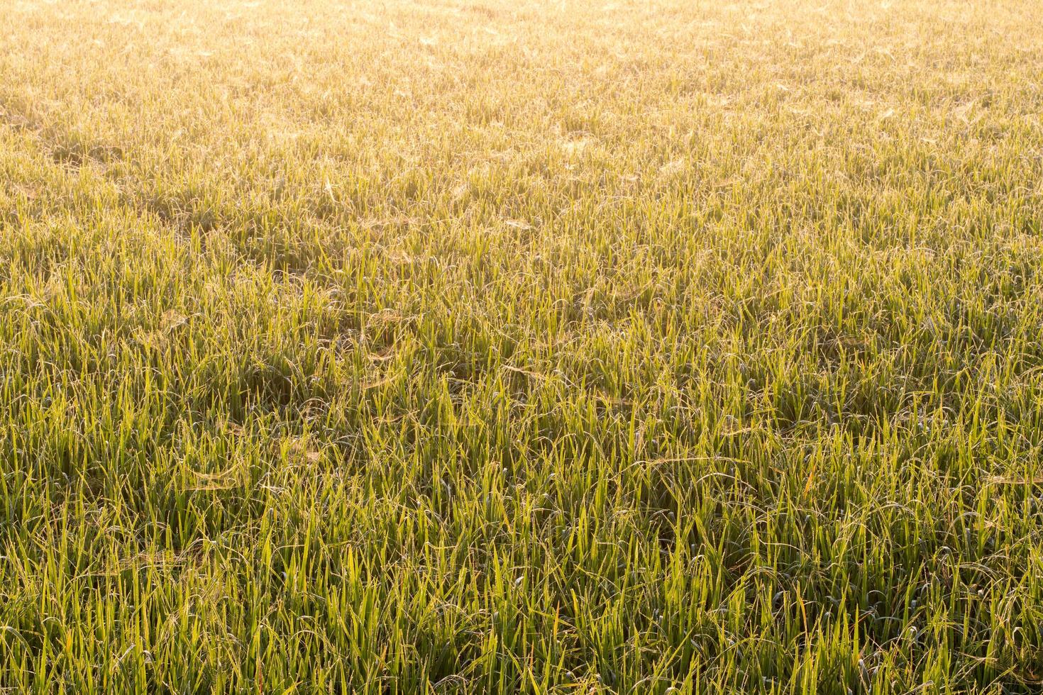 Background rice with cobwebs. photo