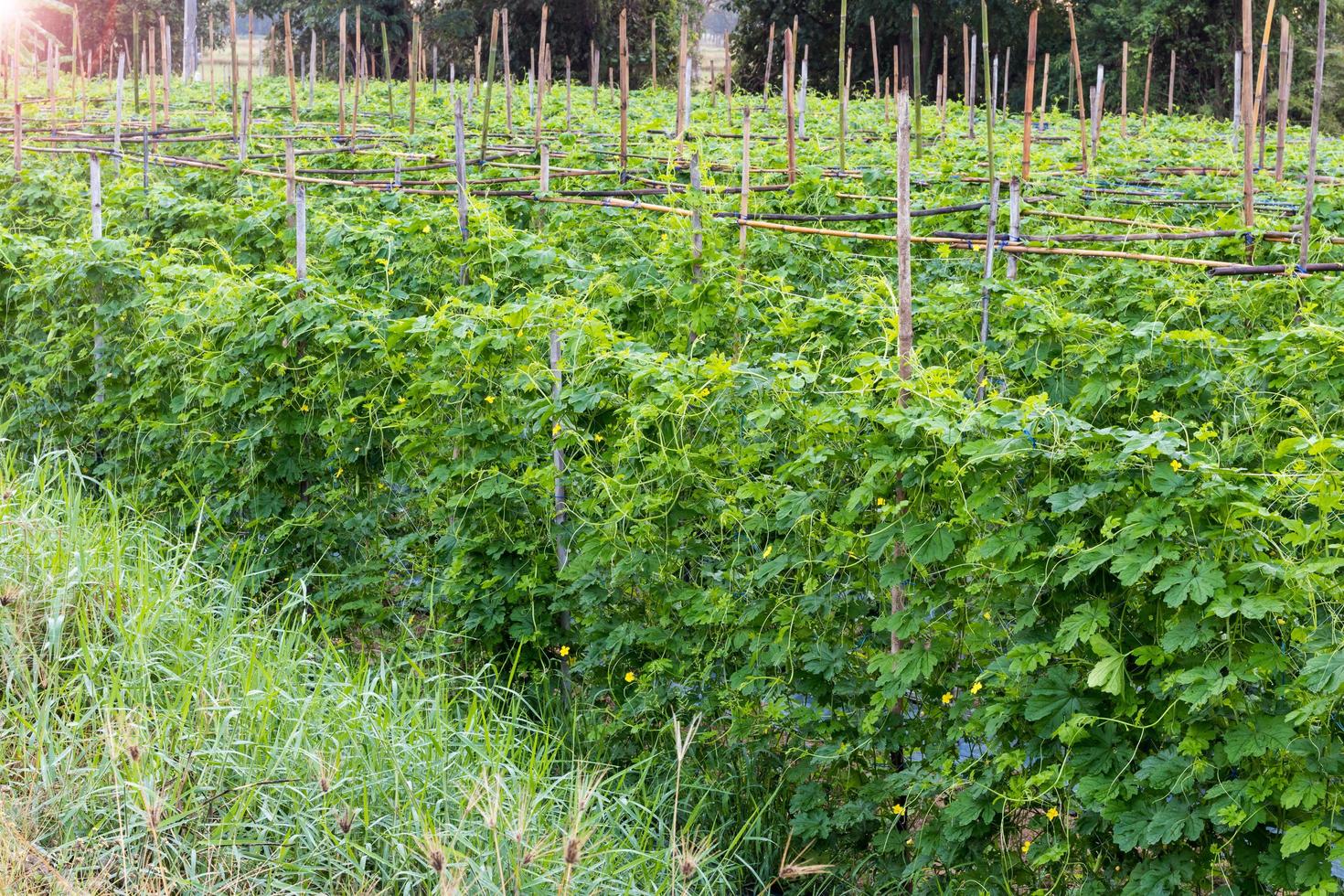 Bitter gourd vegetable garden on bamboo. photo