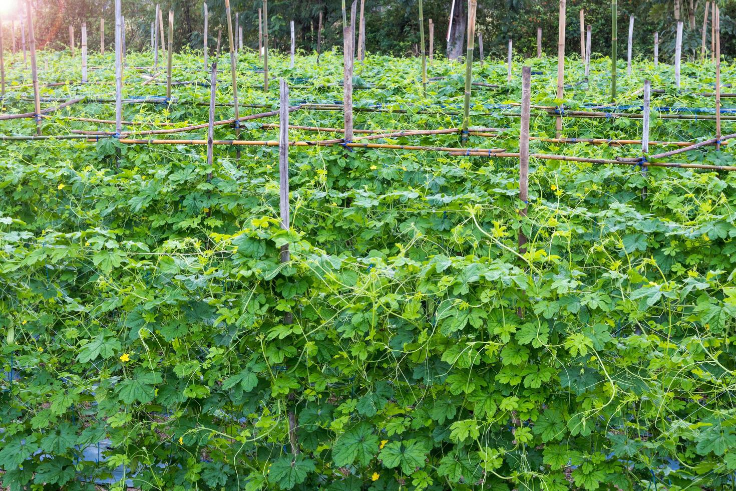 Bitter gourd vegetable garden on bamboo. photo