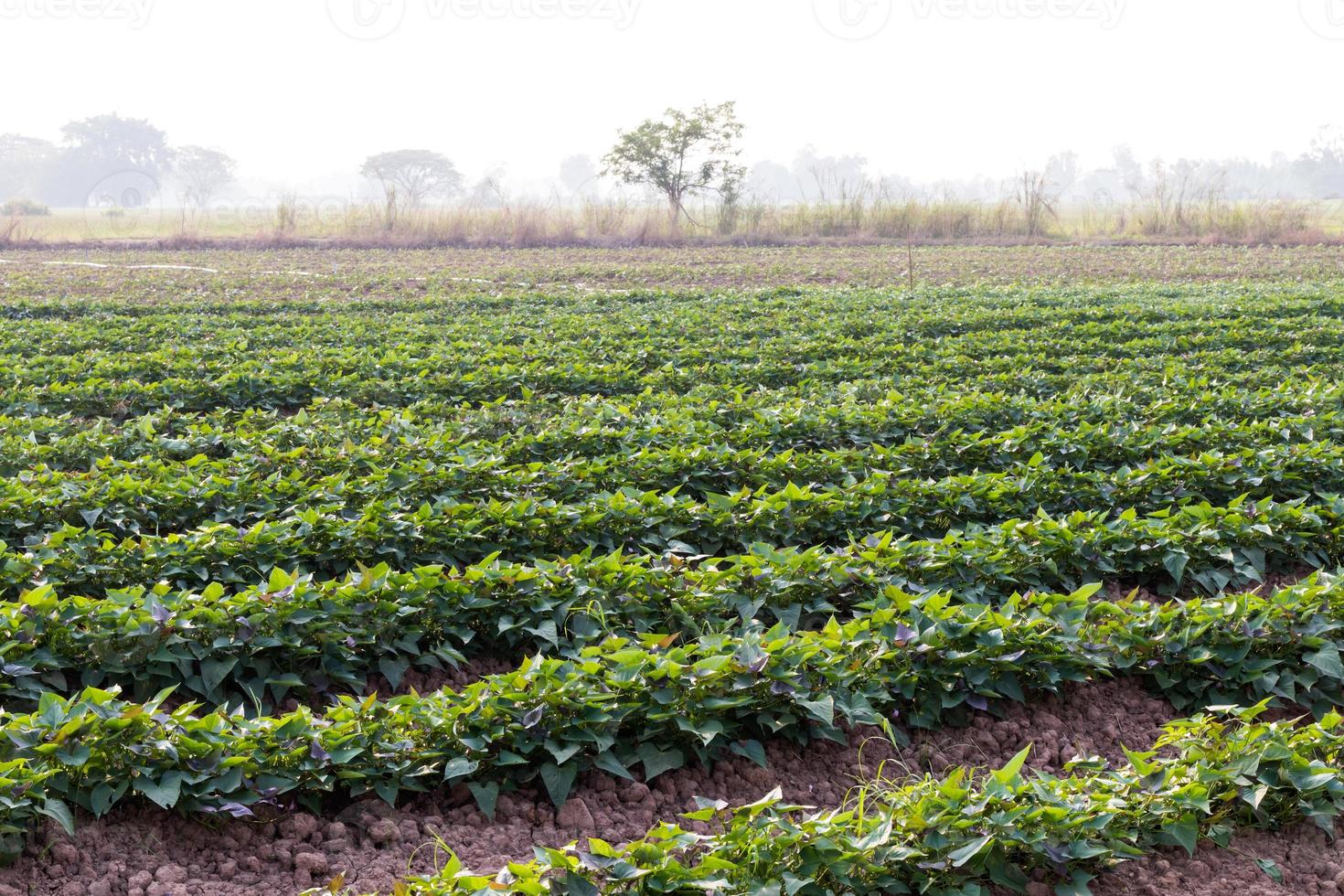 Sweet potato garden in Thailand. photo