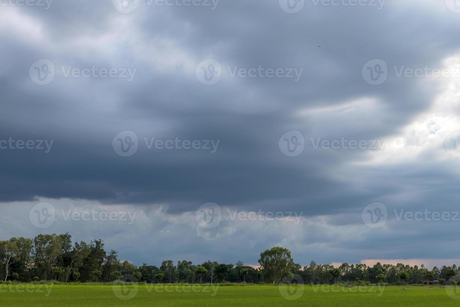 Cloudy view over the green rice fields. photo