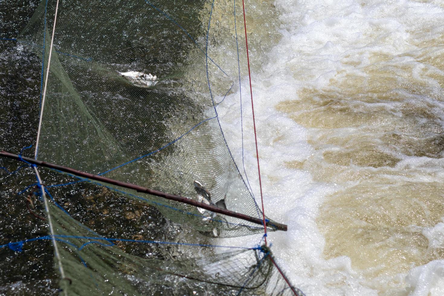 Freshwater fish in the net on the weir. photo